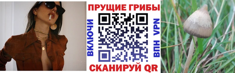 Галлюциногенные грибы Cubensis  нарко площадка официальный сайт  Долгопрудный  хочу наркоту 